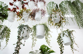 Hanging Plants
