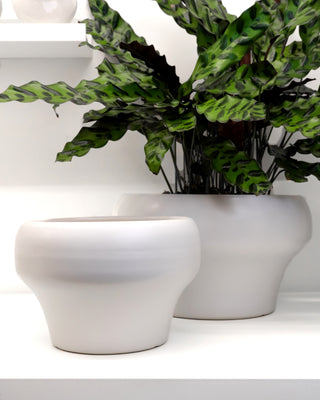 White Bowl