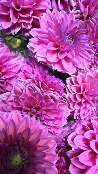 Dahlias Bunch