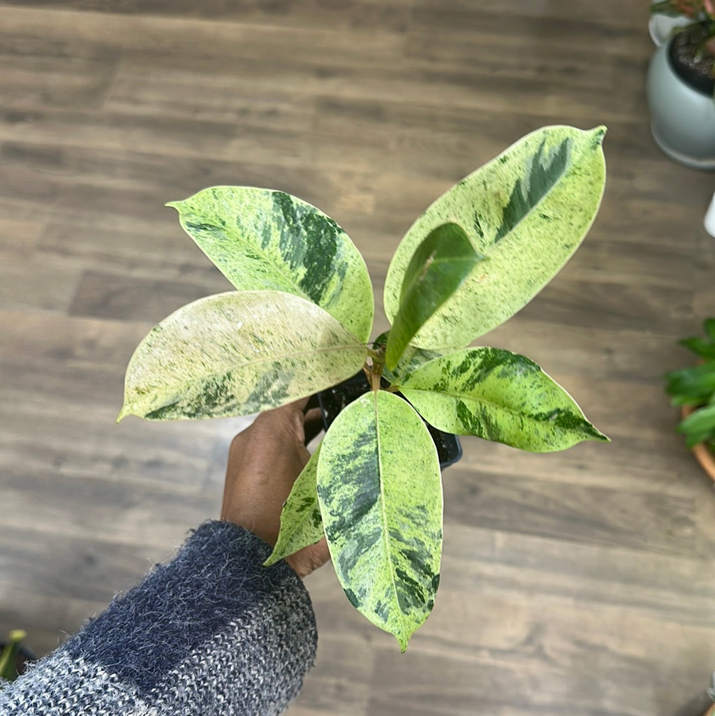 ficus moonshine variegata shivereana Ficus Shivereana Variegated “Moonshine” – RUDO PLANTS & HOME