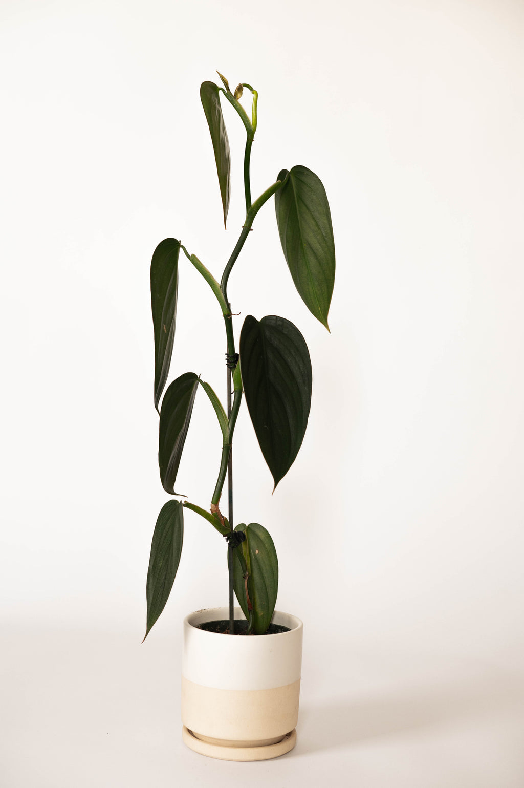 Philodendron Burle Marx Fantasy – RUDO PLANTS & HOME