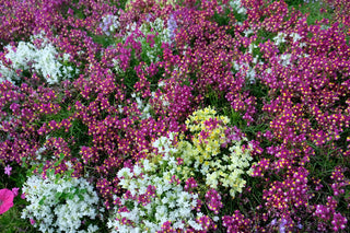 Baby Snapdragon-Mixed-Linaria Maroccana