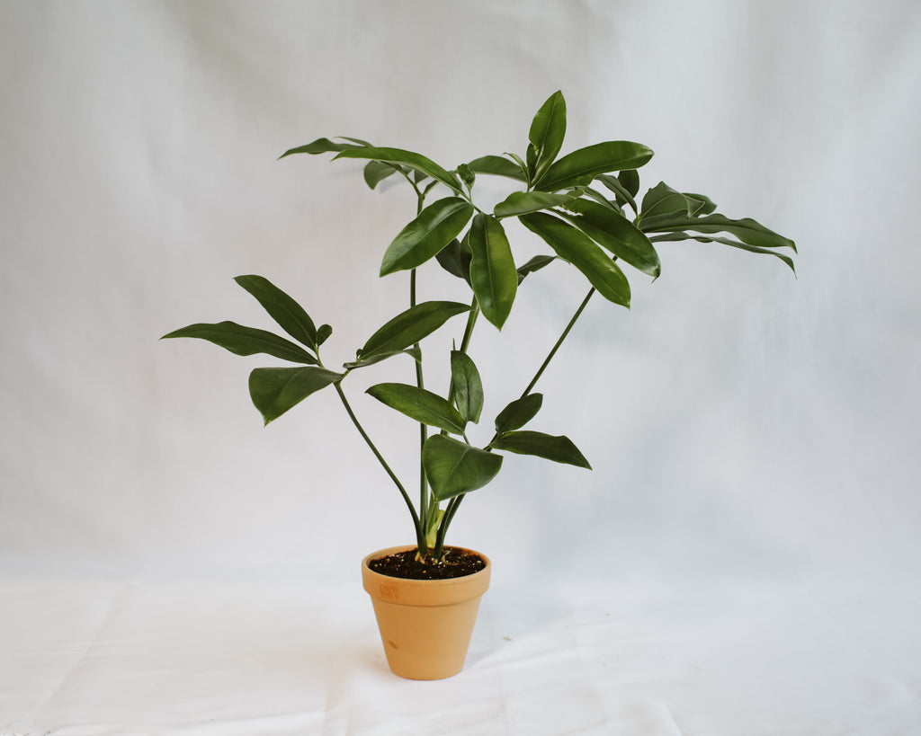 Philodendron Goeldii – RUDO PLANTS & HOME