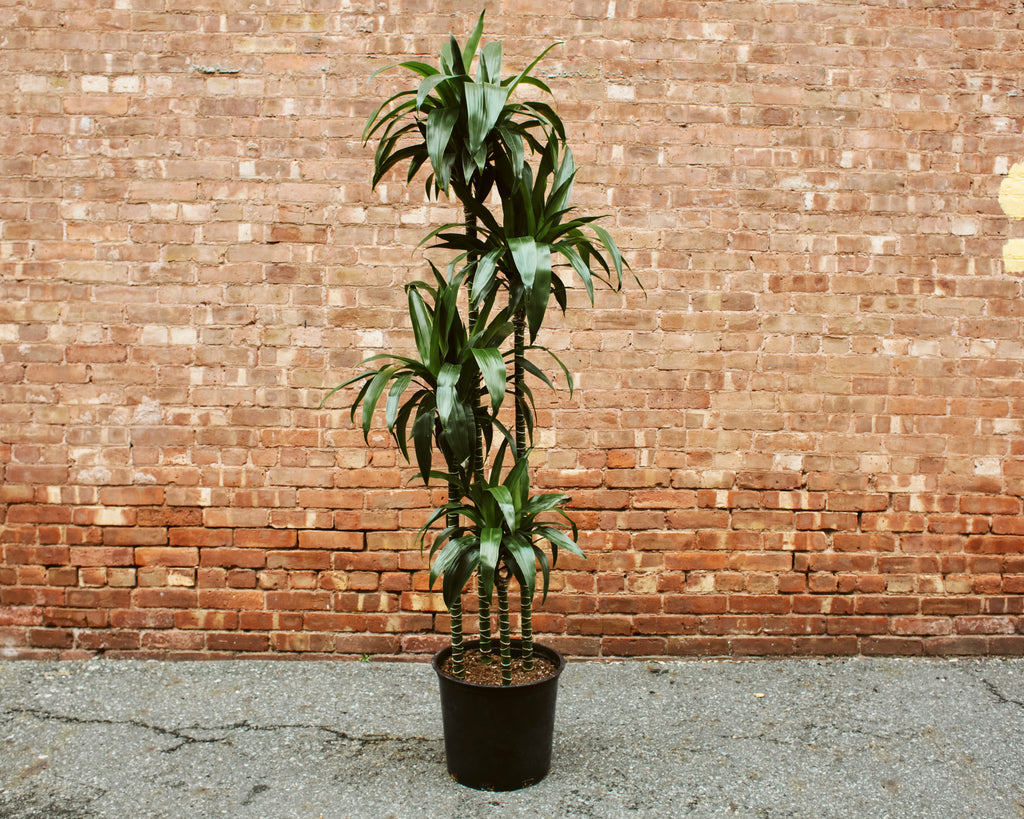 lisa cane dracaena Dracaena Fragrans “Lisa Cane” – RUDO PLANTS & HOME