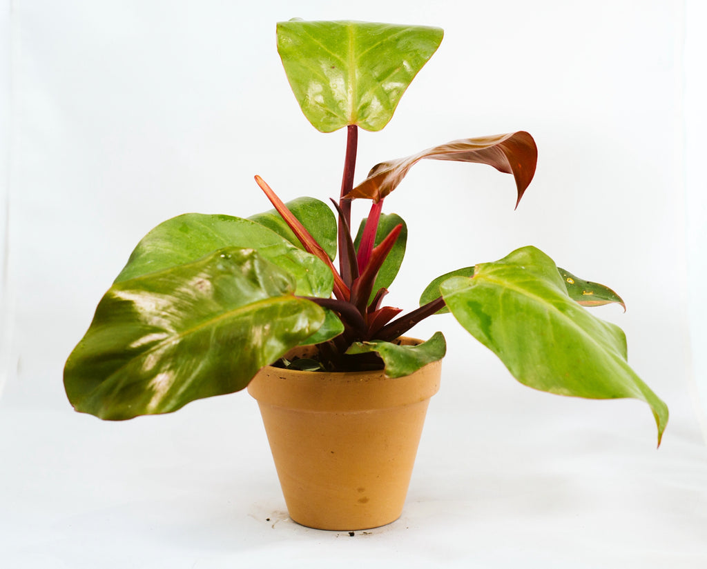 philodendron mccolley's finale care Philodendron McColley's Finale – RUDO PLANTS & HOME