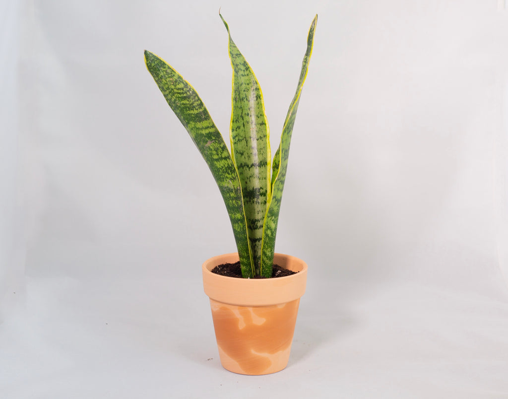 Dracaena Trifasciata “Snake Plant” – RUDO PLANTS & HOME