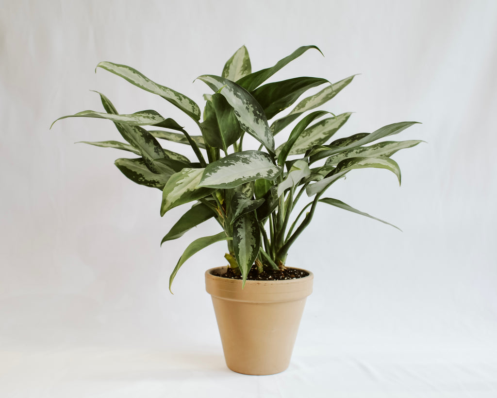 Aglaonema Silver Bay – RUDO PLANTS & HOME