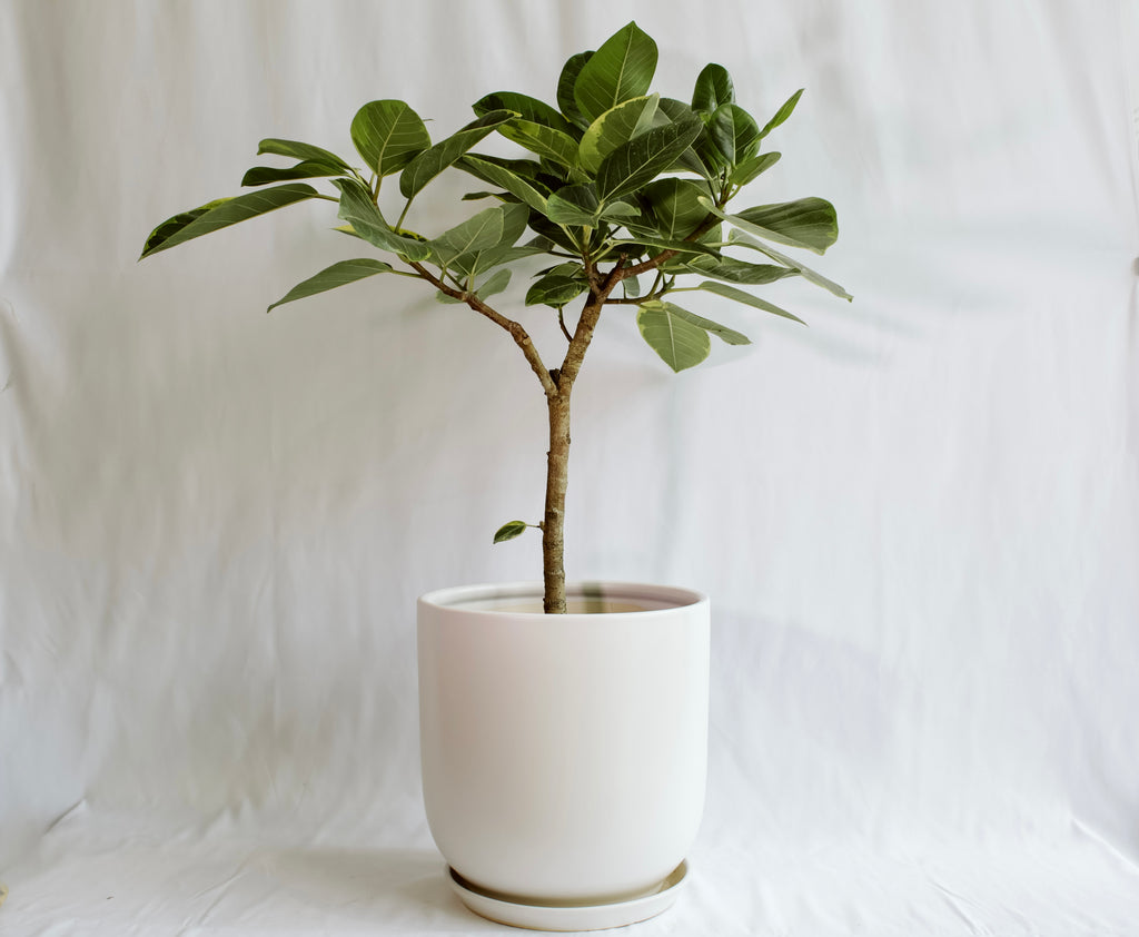 ficus altissima standard Ficus “Altissima” – RUDO PLANTS & HOME
