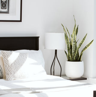 House Plants