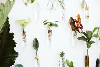 Are you a plant collector?