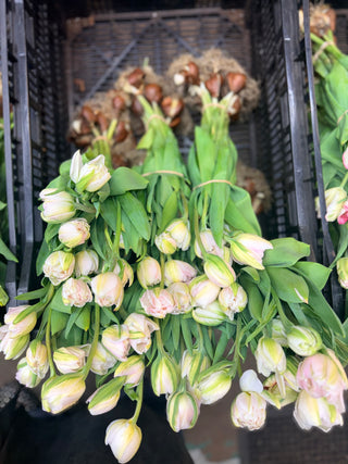 FRESH CUT FLOWERS