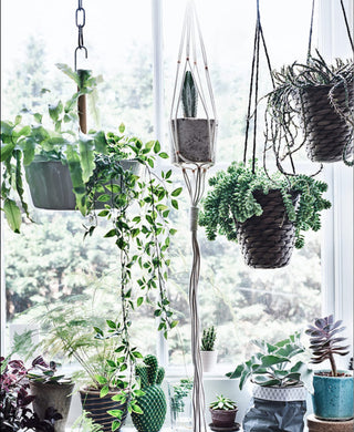 Hanging Plants