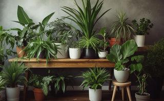 House Plants