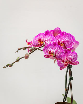 Phalaenopsis Orchid assorted color