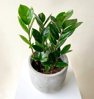 Zamioculcas Zamiifolia “ZZ”