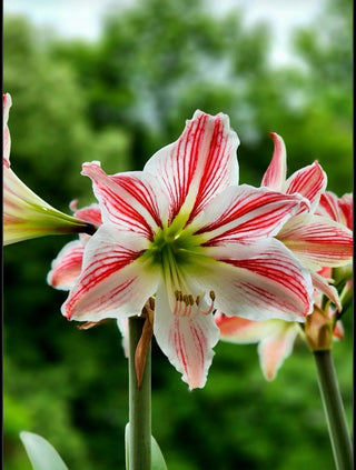 Amaryllis Bunch