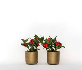 charlie plant pot Charlie Pot Metallic Gold – RUDO PLANTS & HOME