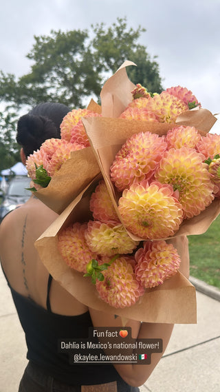 Dahlias Bunch