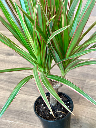 dracaena marginata colors Dracaena Marginata – RUDO PLANTS & HOME