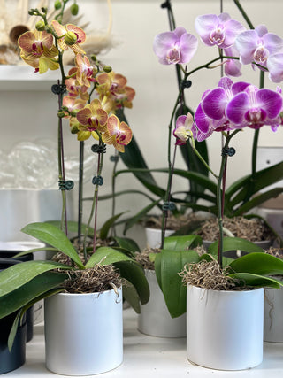 Phalaenopsis Orchid assorted color 5” pot