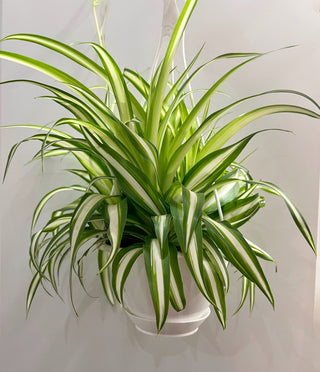 Spider Plant