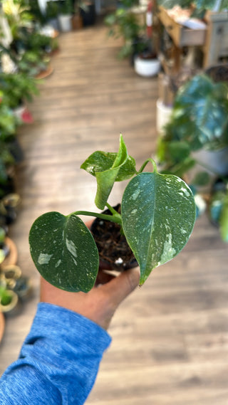 Monstera “Thai Constellation”