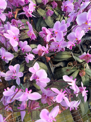 Mom Loves Orchids