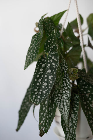 Begonia White Ice 4.5” HB