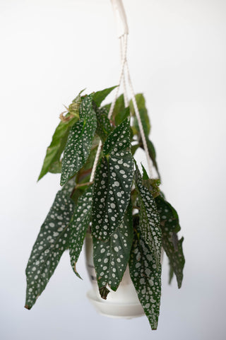 Begonia White Ice 4.5” HB