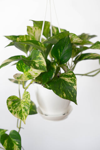 hb pothos plant Pothos Golden HiColor 4.5” HB