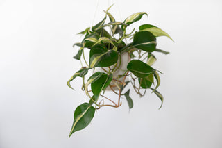 Philodendron Silver Stripe 4.5” HB