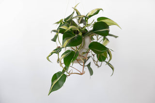 white stripe philodendron Philodendron Silver Stripe 4.5” HB – RUDO PLANTS & HOME