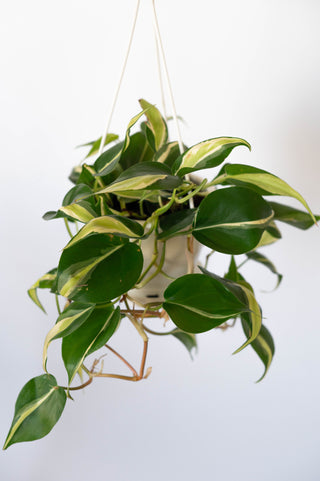 philodendron green stripe Philodendron Silver Stripe 4.5” HB – RUDO PLANTS & HOME