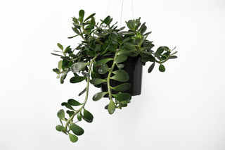 Jade Plant 6” HB