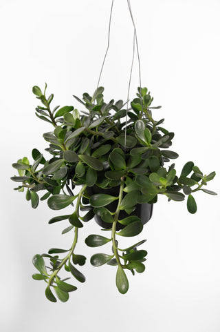 6 jade plant Jade Plant 6” HB