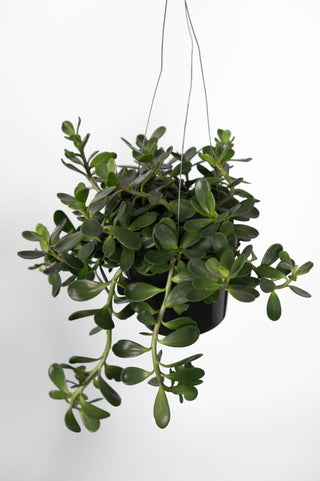 Jade Plant 6” HB