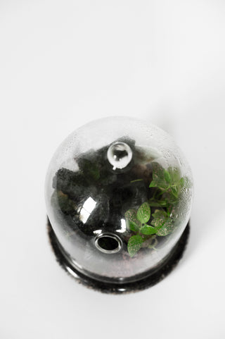 Terrarium Cloche 6”