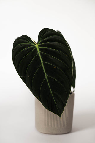 Philodendron Melanochrysum ‘black’