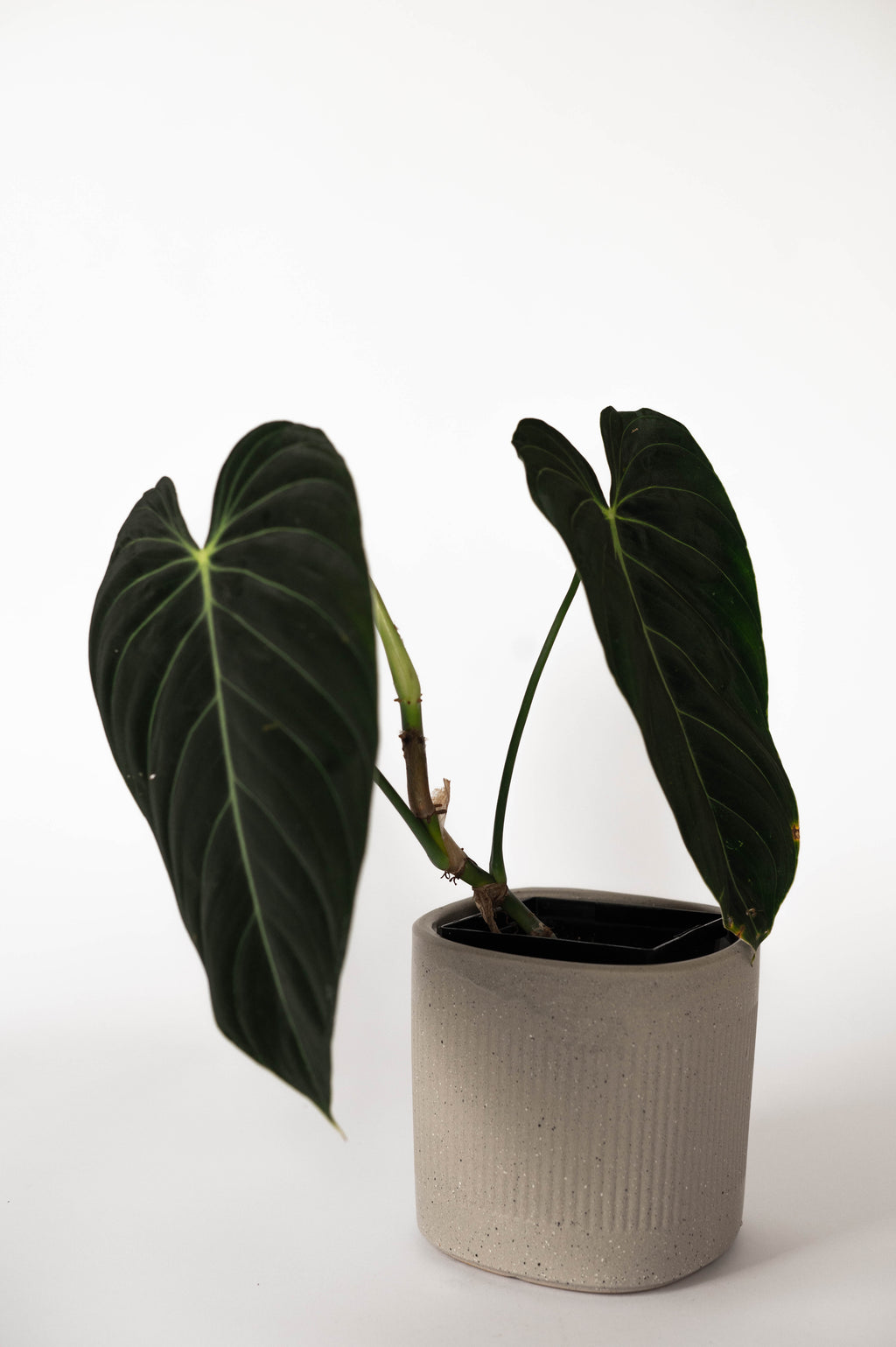 Philodendron Melanochrysum ‘black’ – RUDO PLANTS & HOME