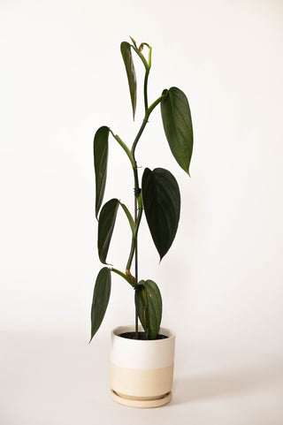philodendron fantasy Philodendron Burle Marx Fantasy – RUDO PLANTS & HOME