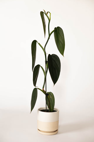 philodendron 'burle marx fantasy' Philodendron Burle Marx Fantasy – RUDO PLANTS & HOME