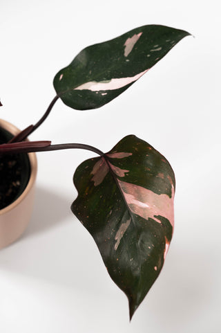 Philodendron Pink Princess 4”
