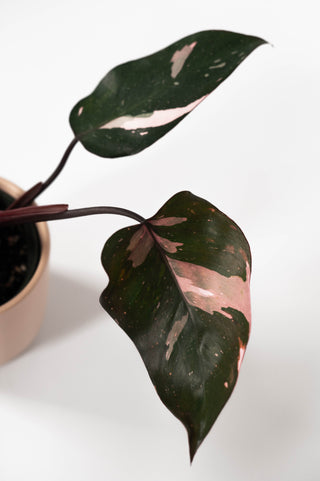 Philodendron Pink Princess 4”