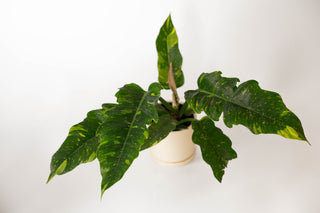 Philodendron Ring of Fire 4”