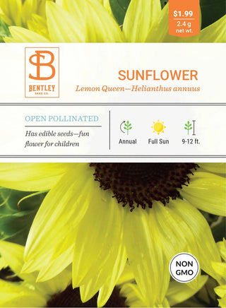 Sunflower-Lemon Queen