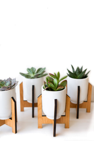mini succulent stand Minimalist Medium Planter / Ceramic Wood Modern Plant Stand – RUDO PLANTS & HOME