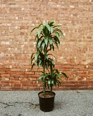 lisa dracaena plant Dracaena Fragrans “Lisa Cane” – RUDO PLANTS & HOME