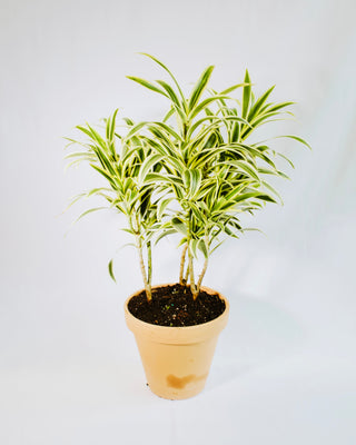 dracaena reflexa in water Dracaena Reflexa “Song of India” – RUDO PLANTS & HOME