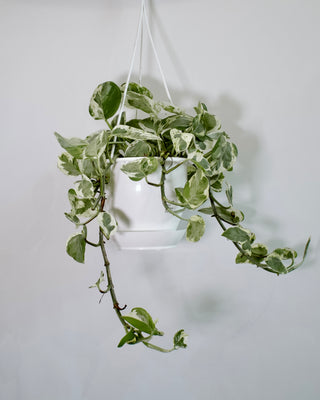 Pothos “Pearls & Jade”