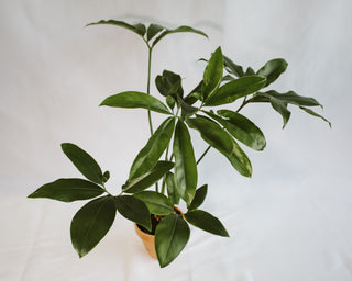 Philodendron Goeldii